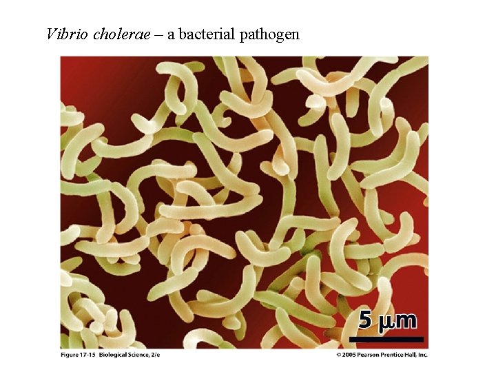 Vibrio cholerae – a bacterial pathogen Vibrio cholerae – a bacterial pathogen