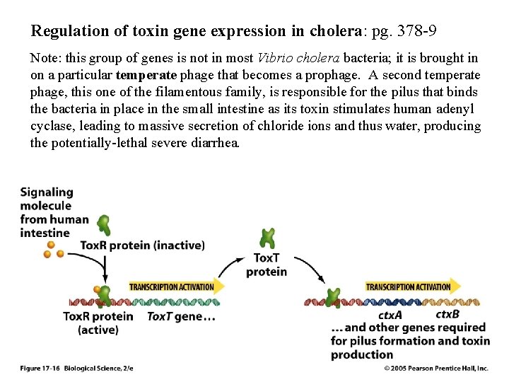 Regulation of toxin gene expression in cholera: pg. 378 -9 Note: this group of