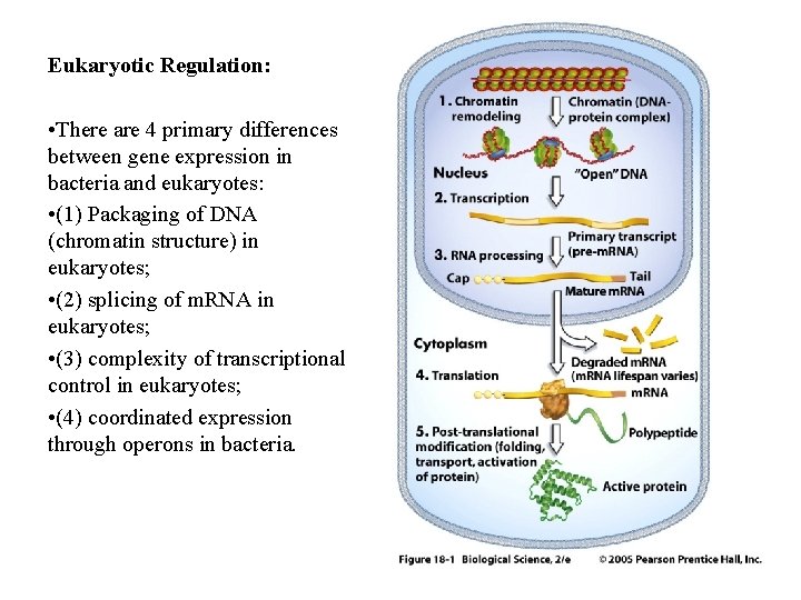 Eukaryotic Regulation: • There are 4 primary differences between gene expression in bacteria and