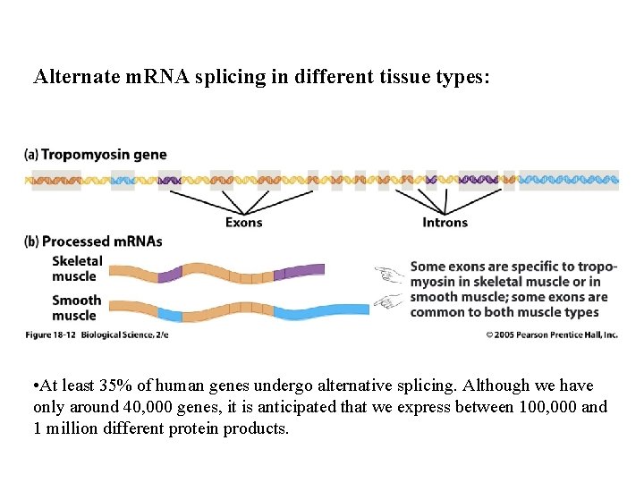 Alternate m. RNA splicing in different tissue types: • At least 35% of human