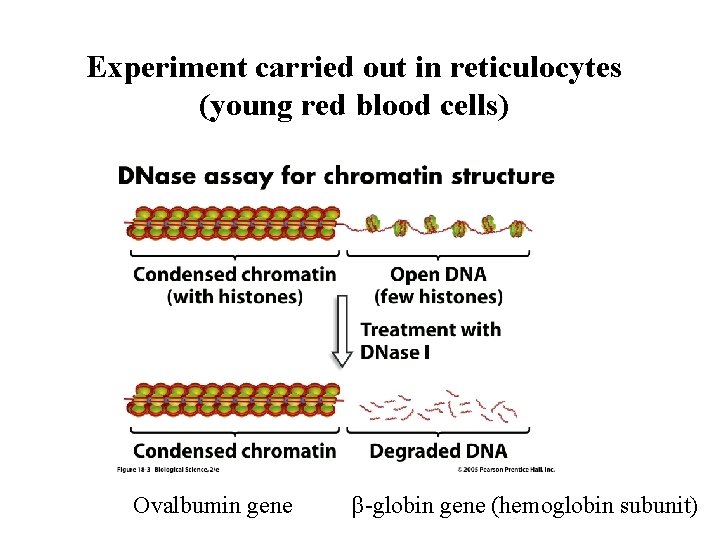 Experiment carried out in reticulocytes (young red blood cells) Ovalbumin gene β-globin gene (hemoglobin Experiment carried out in reticulocytes (young red blood cells) Ovalbumin gene β-globin gene (hemoglobin
