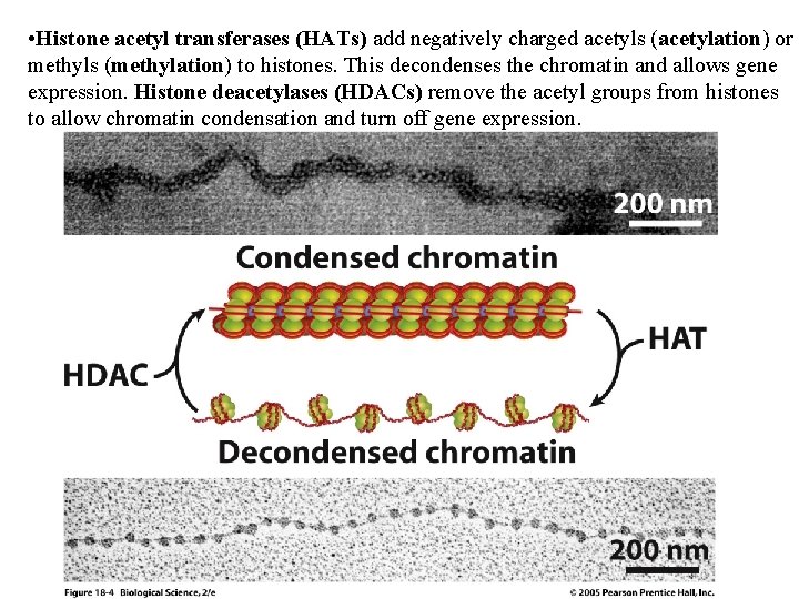  • Histone acetyl transferases (HATs) add negatively charged acetyls (acetylation) or methyls (methylation)