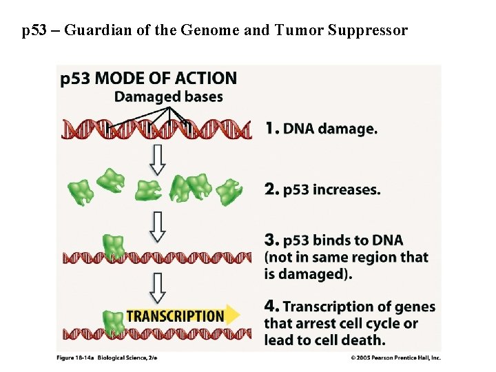 p 53 – Guardian of the Genome and Tumor Suppressor p 53 – Guardian of the Genome and Tumor Suppressor