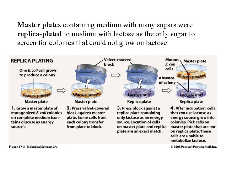 Master plates containing medium with many sugars were replica-plated to medium with lactose as Master plates containing medium with many sugars were replica-plated to medium with lactose as