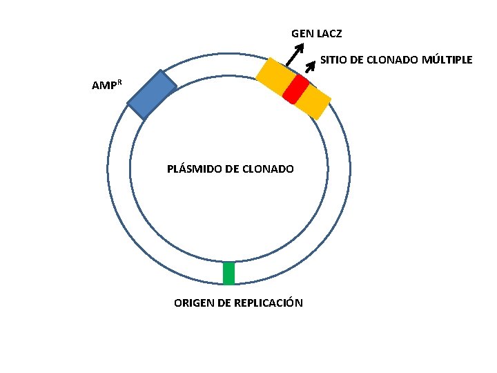 GEN LACZ SITIO DE CLONADO MÚLTIPLE AMPR PLÁSMIDO DE CLONADO ORIGEN DE REPLICACIÓN 