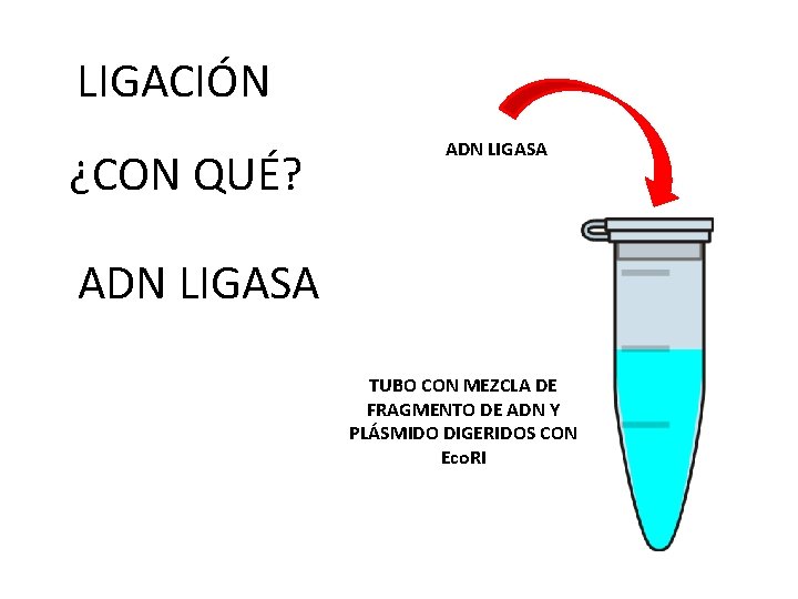 LIGACIÓN ¿CON QUÉ? ADN LIGASA TUBO CON MEZCLA DE FRAGMENTO DE ADN Y PLÁSMIDO