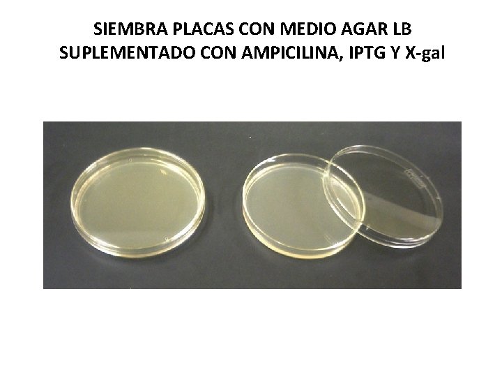 SIEMBRA PLACAS CON MEDIO AGAR LB SUPLEMENTADO CON AMPICILINA, IPTG Y X-gal 