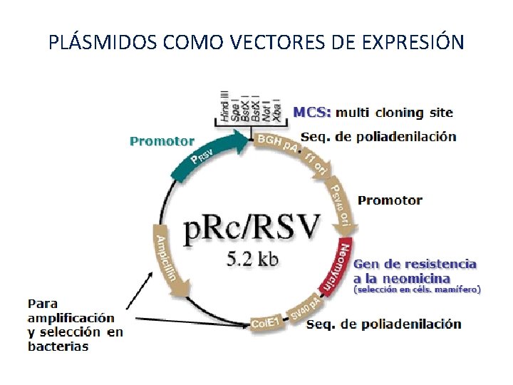 PLÁSMIDOS COMO VECTORES DE EXPRESIÓN 