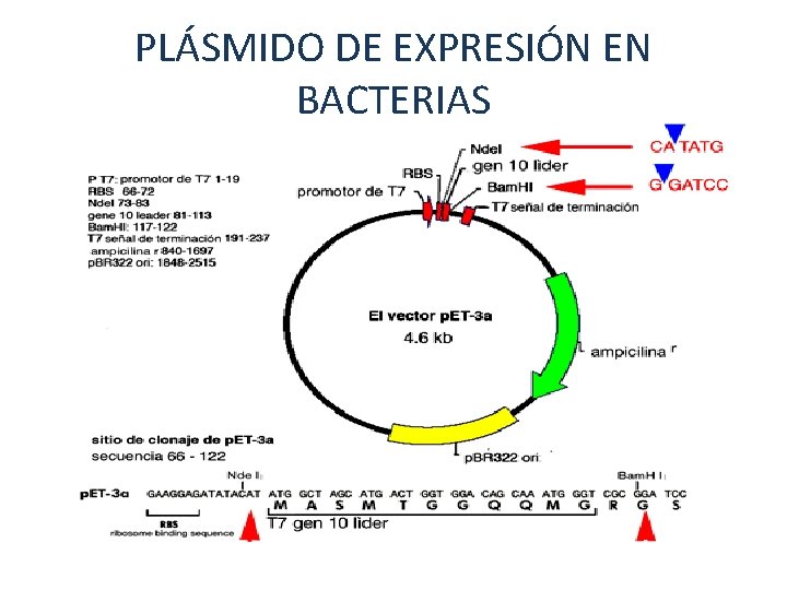 PLÁSMIDO DE EXPRESIÓN EN BACTERIAS 