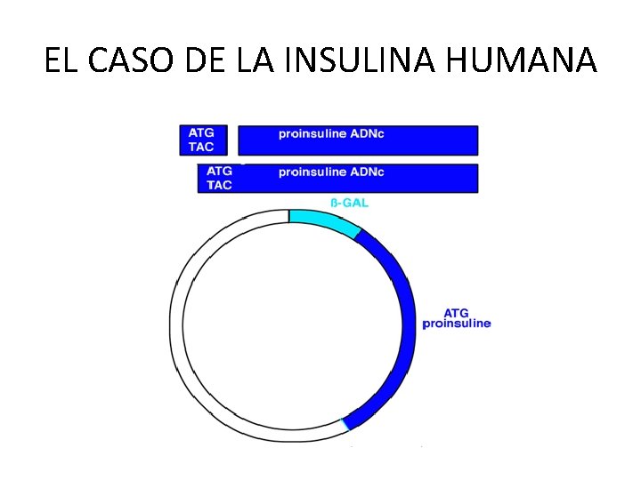 EL CASO DE LA INSULINA HUMANA 