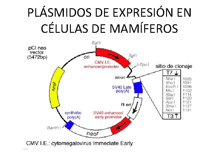 PLÁSMIDOS DE EXPRESIÓN EN CÉLULAS DE MAMÍFEROS 