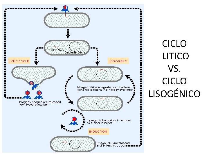 CICLO LITICO VS. CICLO LISOGÉNICO 