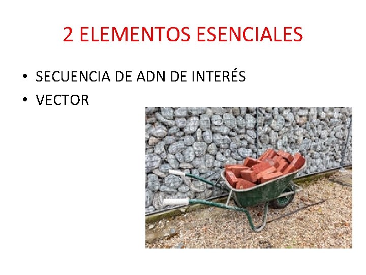 2 ELEMENTOS ESENCIALES • SECUENCIA DE ADN DE INTERÉS • VECTOR 