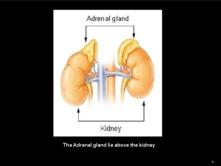 The Adrenal gland lie above the kidney 4 