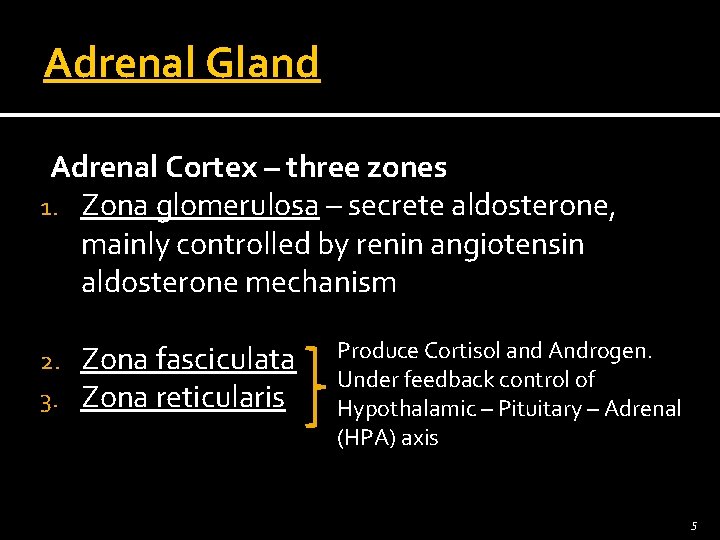 Adrenal Gland Adrenal Cortex – three zones 1. Zona glomerulosa – secrete aldosterone, mainly