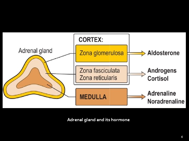 Adrenal gland its hormone 6 