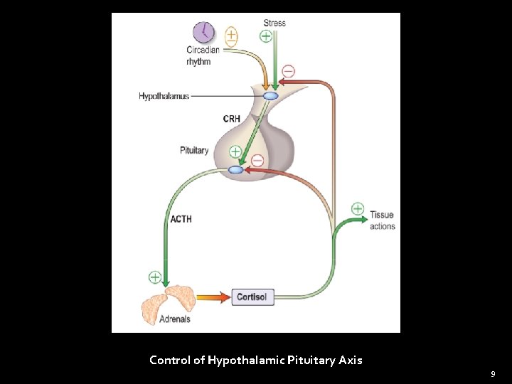 Control of Hypothalamic Pituitary Axis 9 