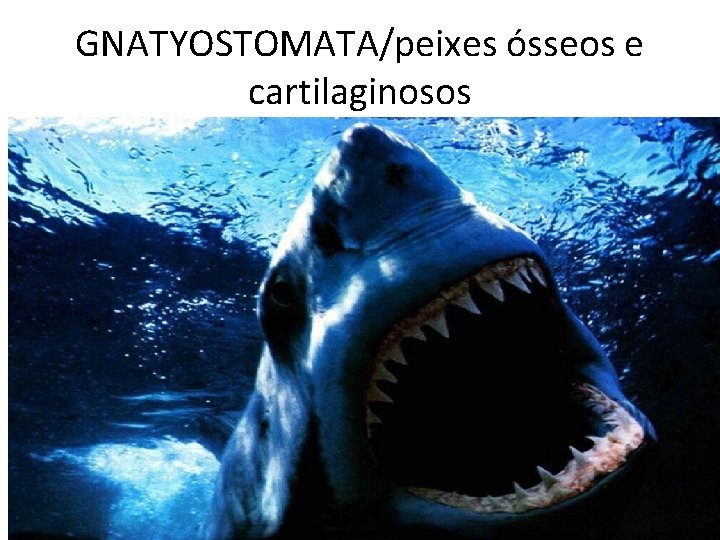 GNATYOSTOMATA/peixes ósseos e cartilaginosos GNATYOSTOMATA/peixes ósseos e cartilaginosos