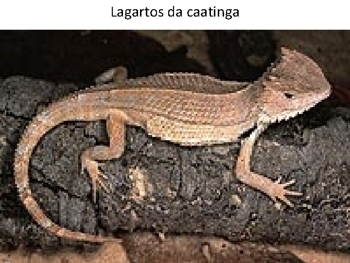Lagartos da caatinga Lagartos da caatinga