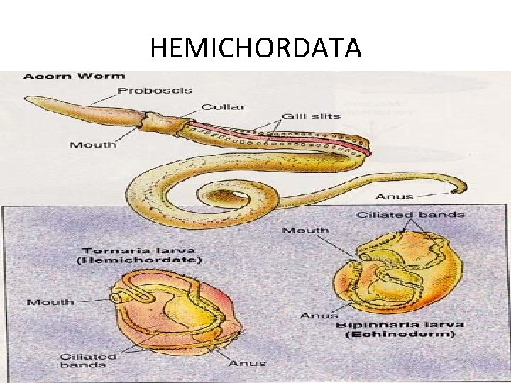 HEMICHORDATA HEMICHORDATA