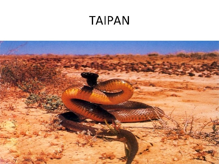 TAIPAN TAIPAN