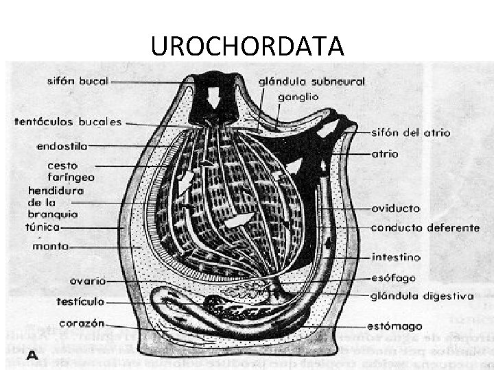 UROCHORDATA UROCHORDATA