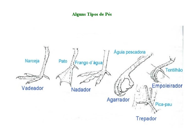 Alguns Tipos de Pés Alguns Tipos de Pés