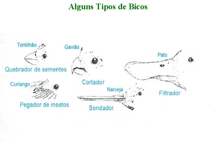 Alguns Tipos de Bicos Alguns Tipos de Bicos