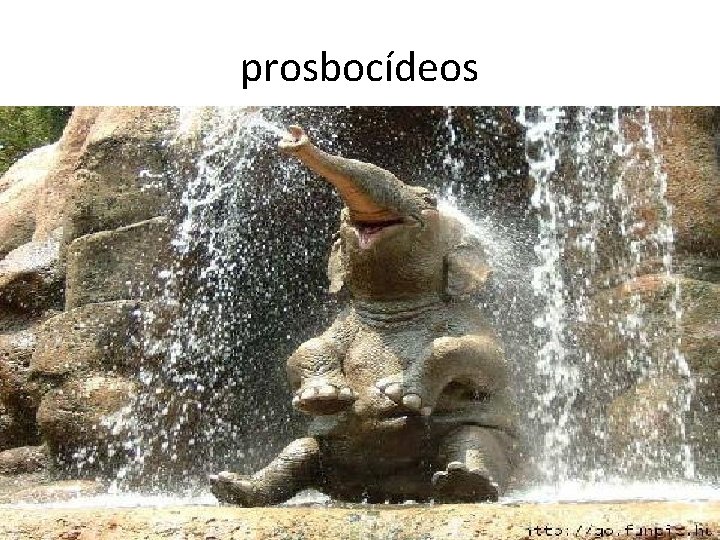 prosbocídeos prosbocídeos