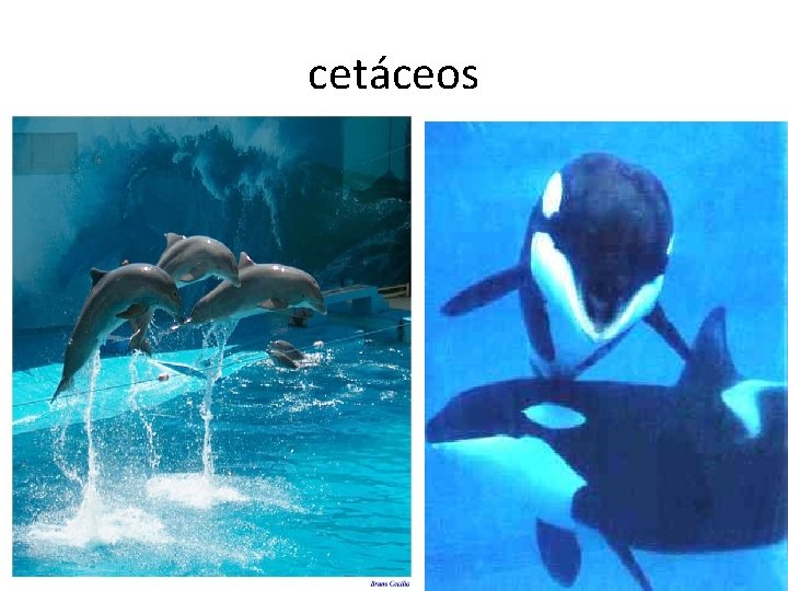 cetáceos cetáceos
