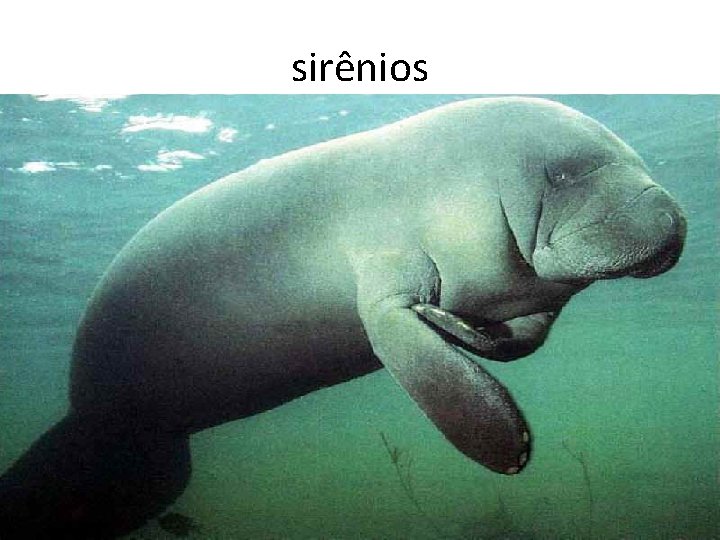 sirênios sirênios
