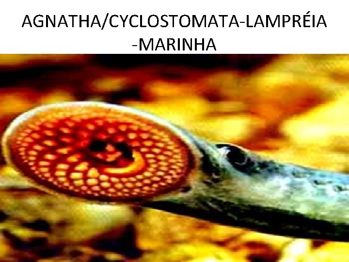 AGNATHA/CYCLOSTOMATA-LAMPRÉIA -MARINHA AGNATHA/CYCLOSTOMATA-LAMPRÉIA -MARINHA