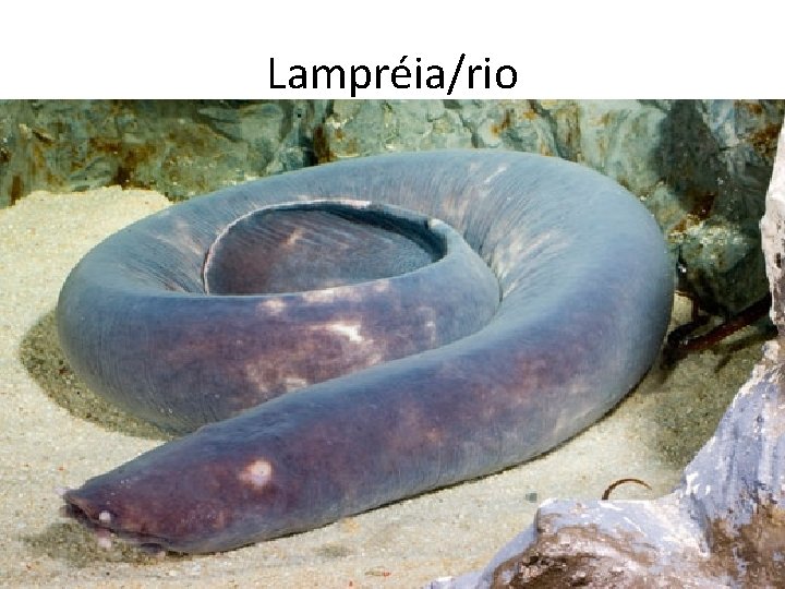 Lampréia/rio Lampréia/rio