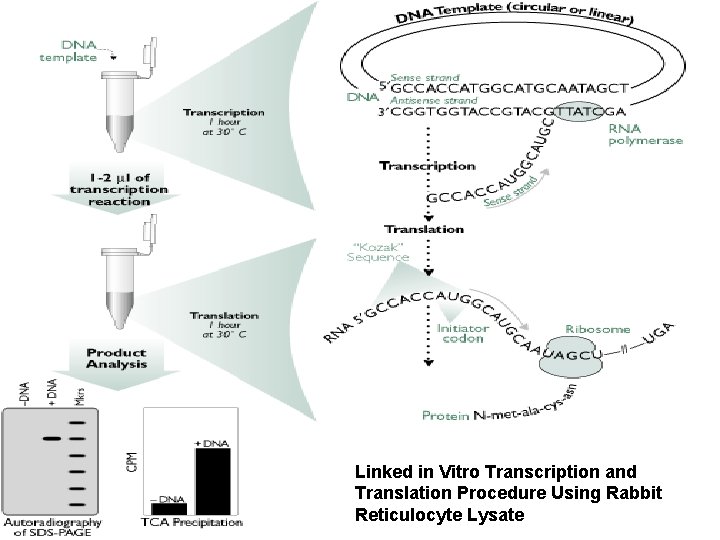 Linked in Vitro Transcription and Translation Procedure Using Rabbit Reticulocyte Lysate 