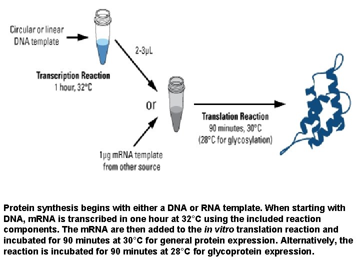 Protein synthesis begins with either a DNA or RNA template. When starting with DNA,
