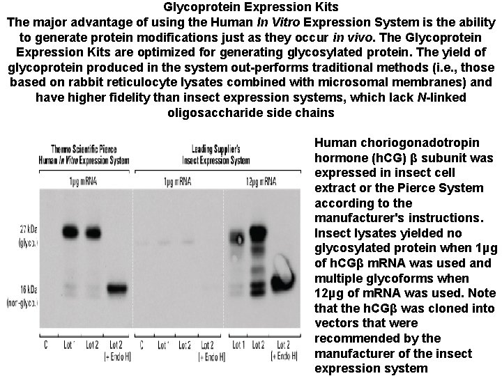 Glycoprotein Expression Kits The major advantage of using the Human In Vitro Expression System