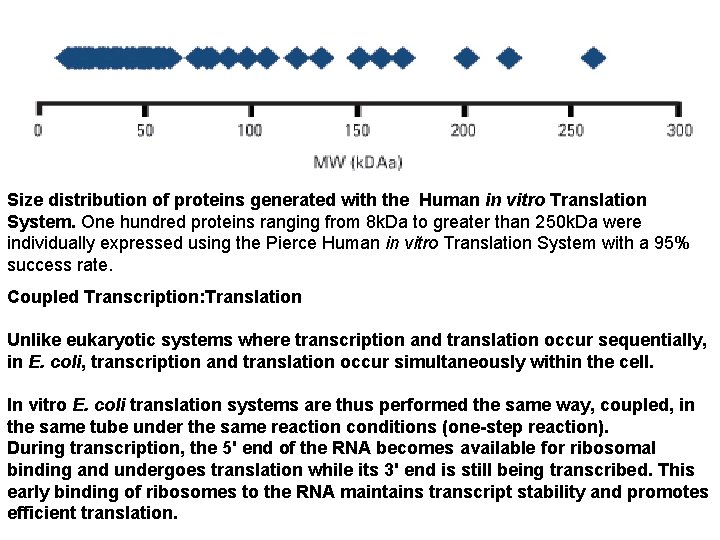 Size distribution of proteins generated with the Human in vitro Translation System. One hundred