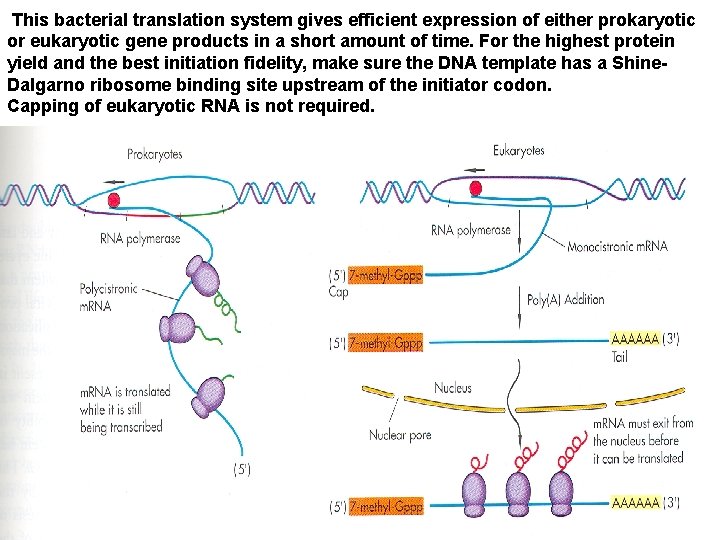 This bacterial translation system gives efficient expression of either prokaryotic or eukaryotic gene products