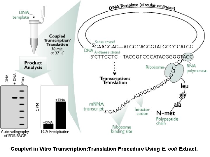 Coupled in Vitro Transcription: Translation Procedure Using E. coli Extract. 