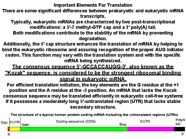 Important Elements For Translation There are some significant differences between prokaryotic and eukaryotic m.