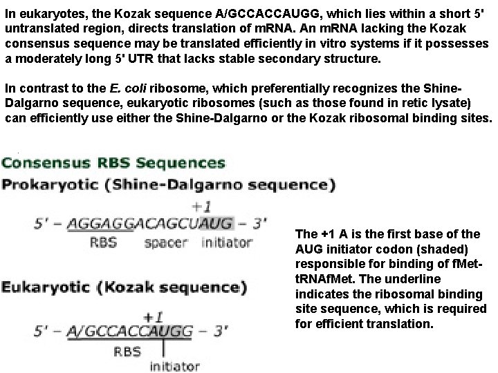 In eukaryotes, the Kozak sequence A/GCCACCAUGG, which lies within a short 5' untranslated region,