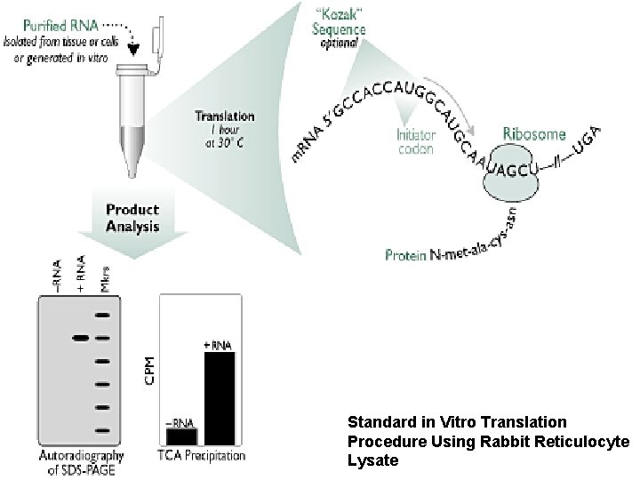 Standard in Vitro Translation Procedure Using Rabbit Reticulocyte Lysate 