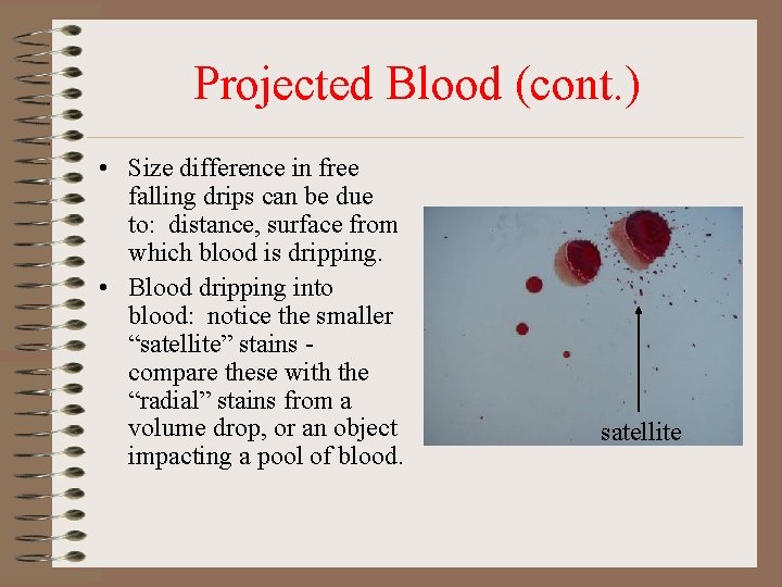 Projected Blood (cont. ) • Size difference in free falling drips can be due Projected Blood (cont. ) • Size difference in free falling drips can be due