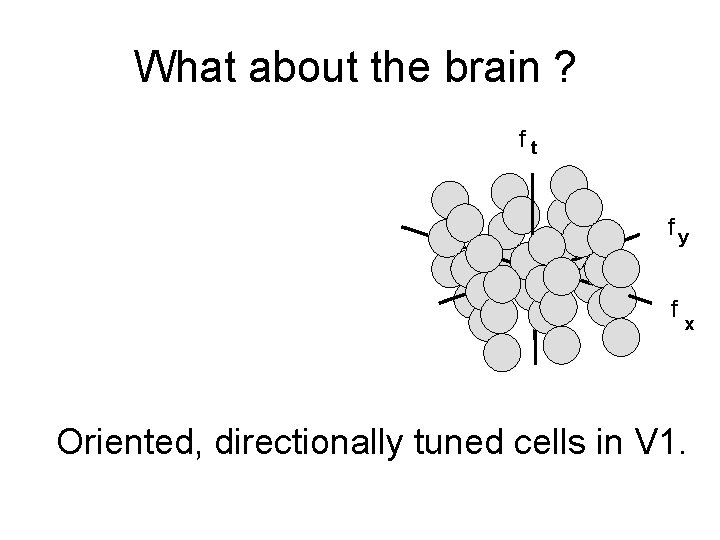 What about the brain ? ft fy f x Oriented, directionally tuned cells in