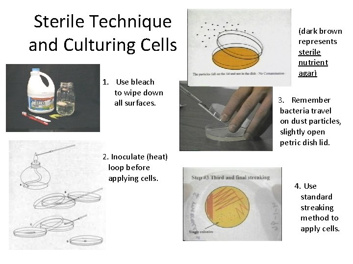 Sterile Technique and Culturing Cells 1. Use bleach to wipe down all surfaces. 2. Sterile Technique and Culturing Cells 1. Use bleach to wipe down all surfaces. 2.