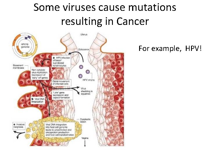 Some viruses cause mutations resulting in Cancer For example, HPV! 