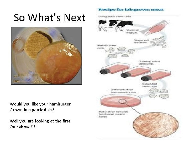 So What’s Next Would you like your hamburger Grown in a petric dish? Well So What’s Next Would you like your hamburger Grown in a petric dish? Well