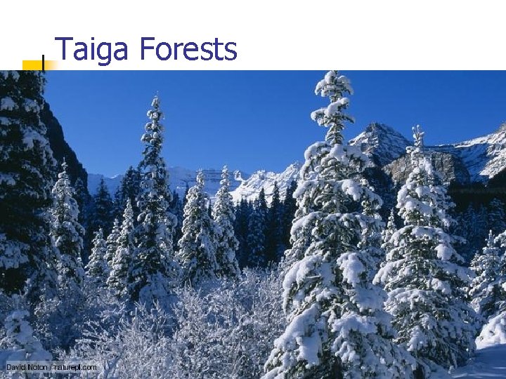 Taiga Forests 