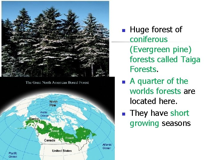 n n n Huge forest of coniferous (Evergreen pine) forests called Taiga Forests. A