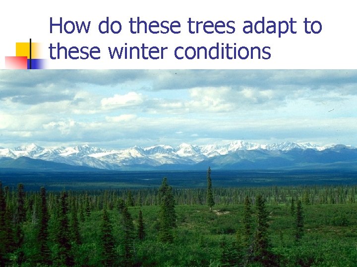 How do these trees adapt to these winter conditions 